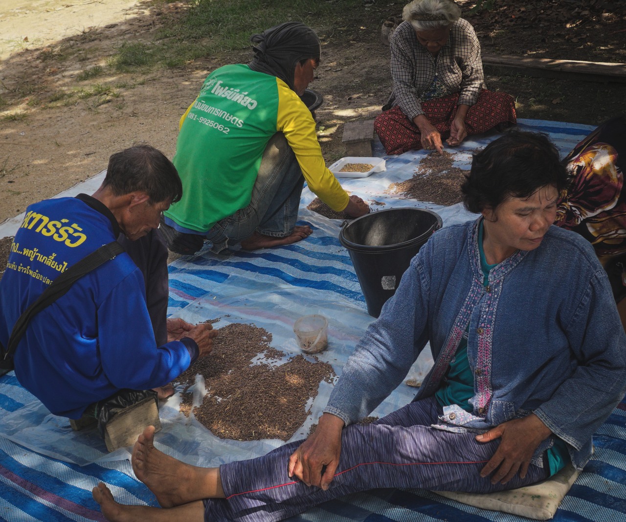 rice seed saving in Thailand