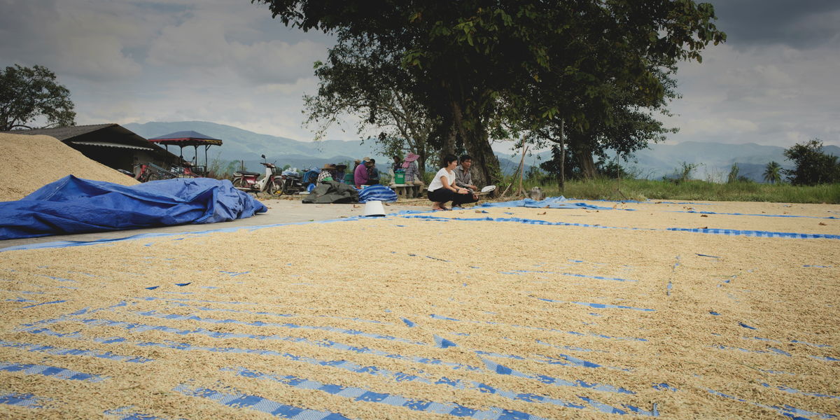 we grow organic Thai rice, lab results available