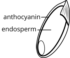 anatomy of a rice grain