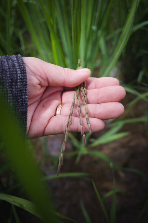 organic Thai rice nursery