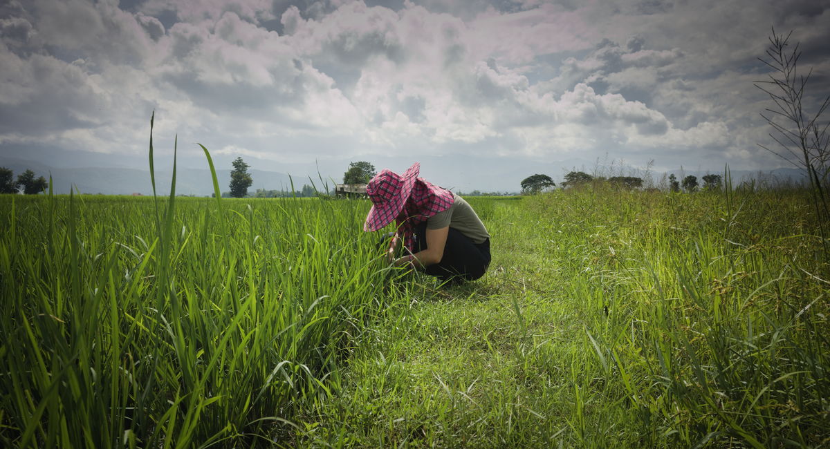 rice farmer in Thailand