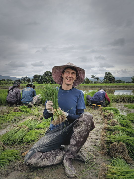 organic Thai rice nursery