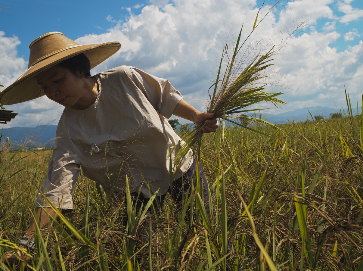 rice farmer in Thailand
