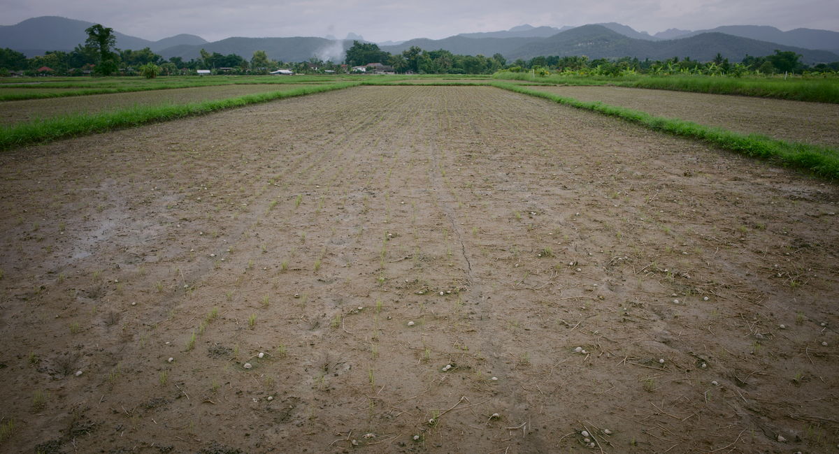 growing Thai rice using less water
