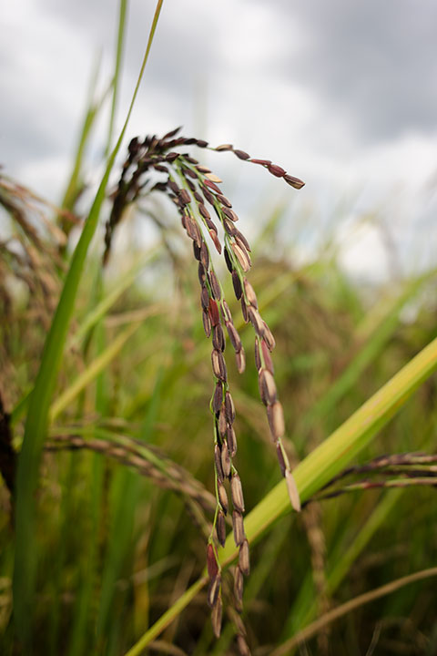 mature Thai black rice