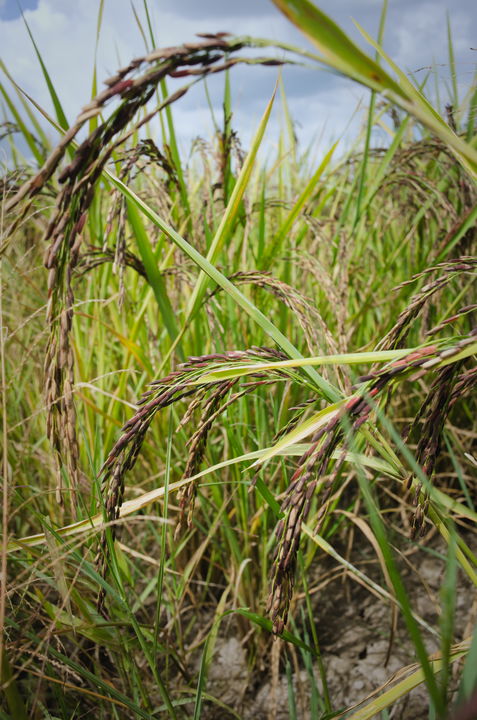 mature Thai black rice