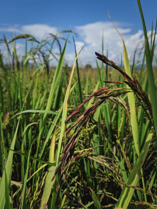 rice farmer in Thailand