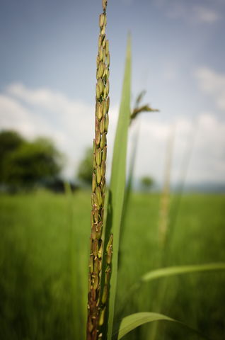 black rice flowering stage