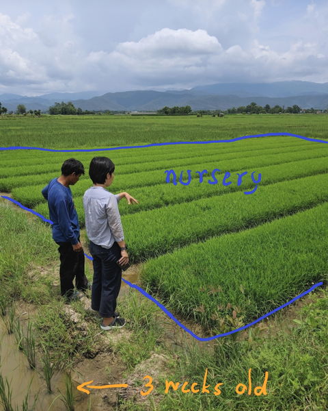 organic Thai rice nursery