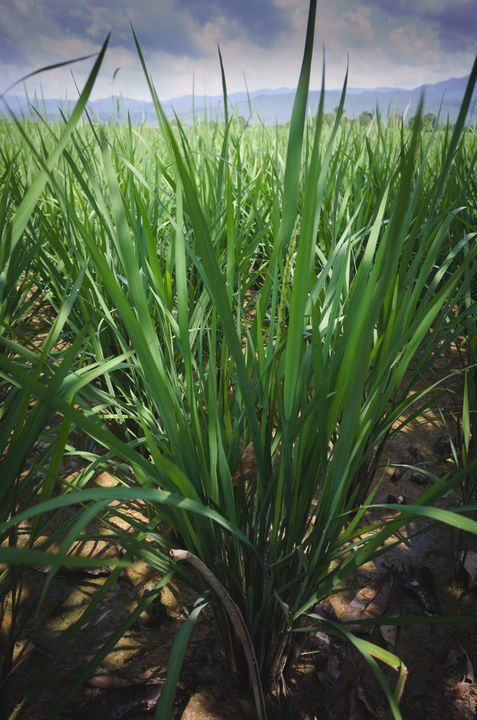 organic black rice tillering stage
