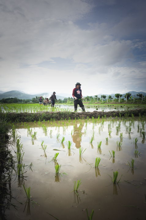 organic Thai rice nursery