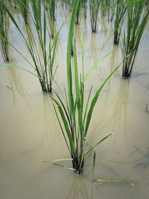 organic thai rice paddy