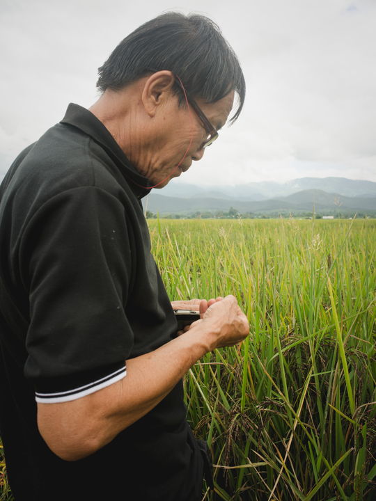 rice grain moisture content
