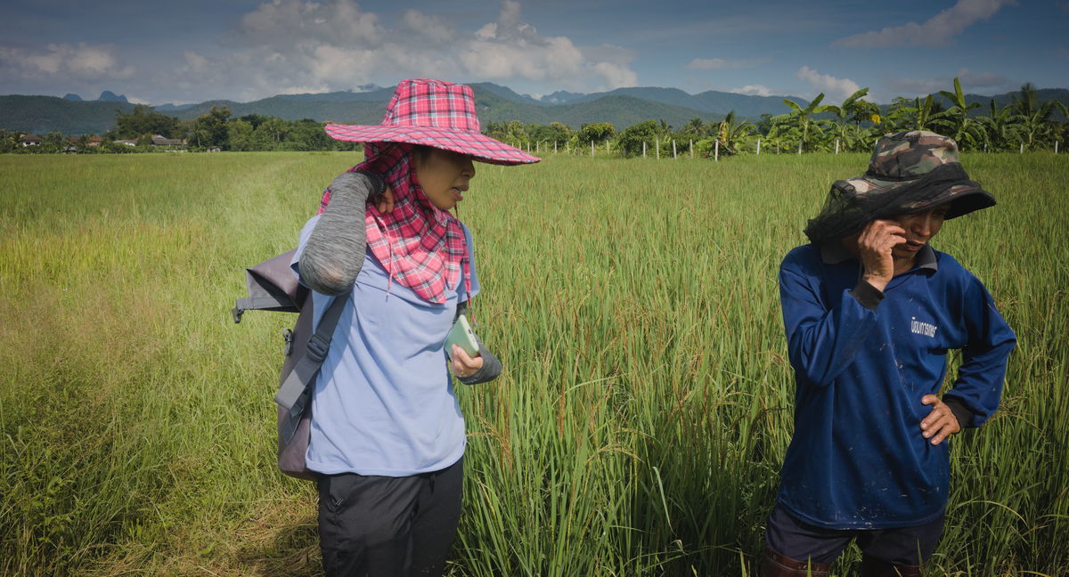 rice farmer in Thailand