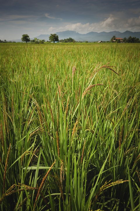 organic thai rice paddy