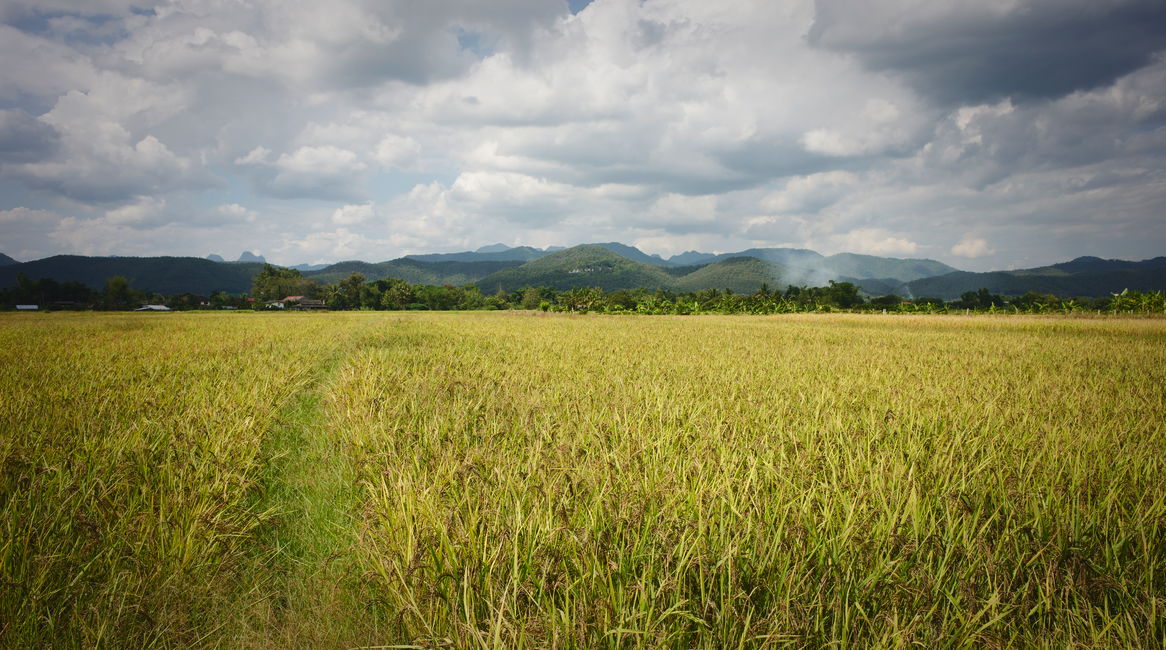 rice farmer in Thailand