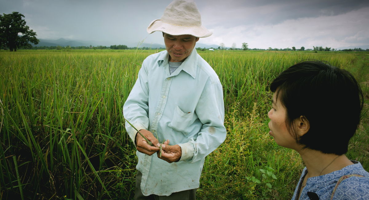 Thai rice field
