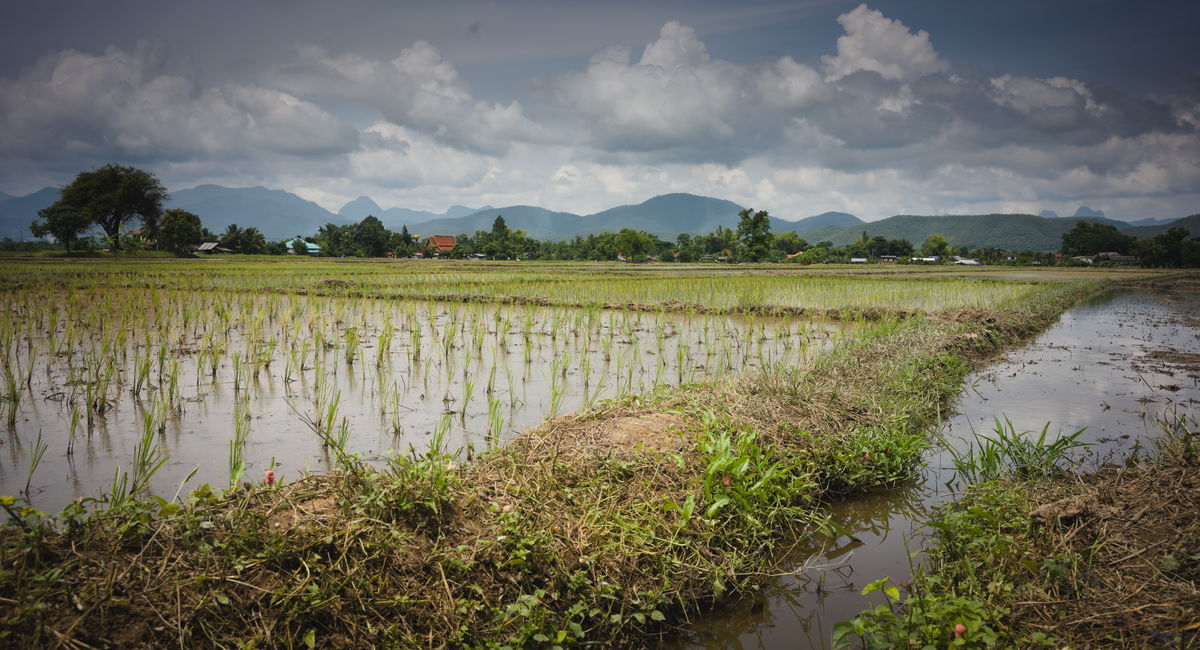 Thai long grain rice transplants