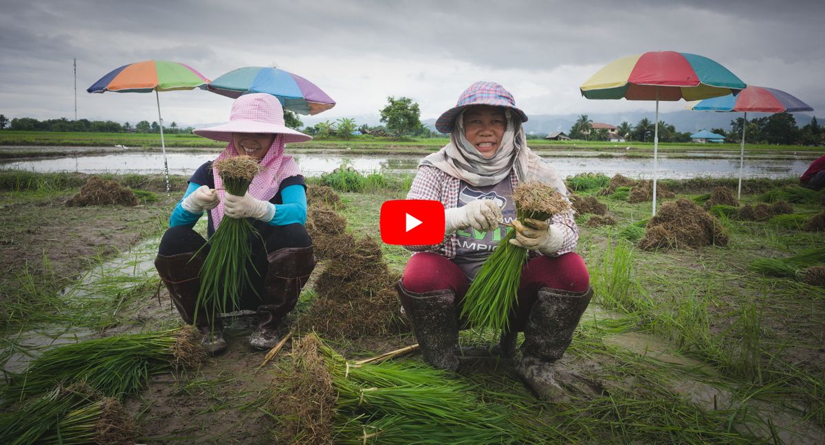 transplanting Thai black rice VIDEO