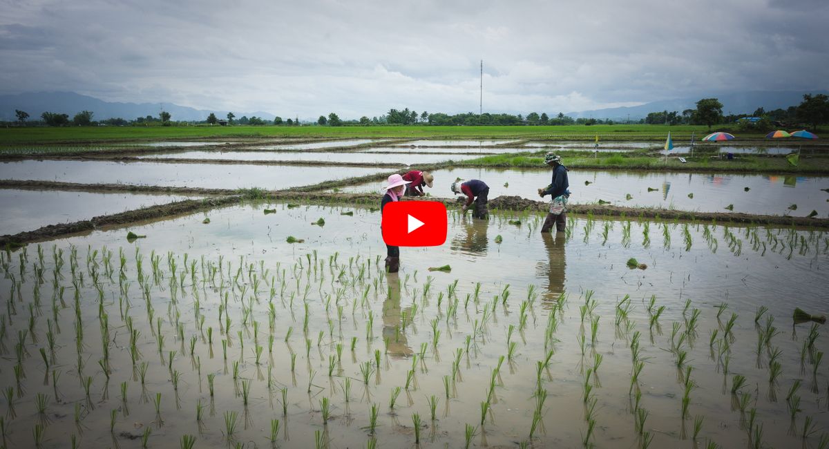 transplanting Thai black rice VIDEO